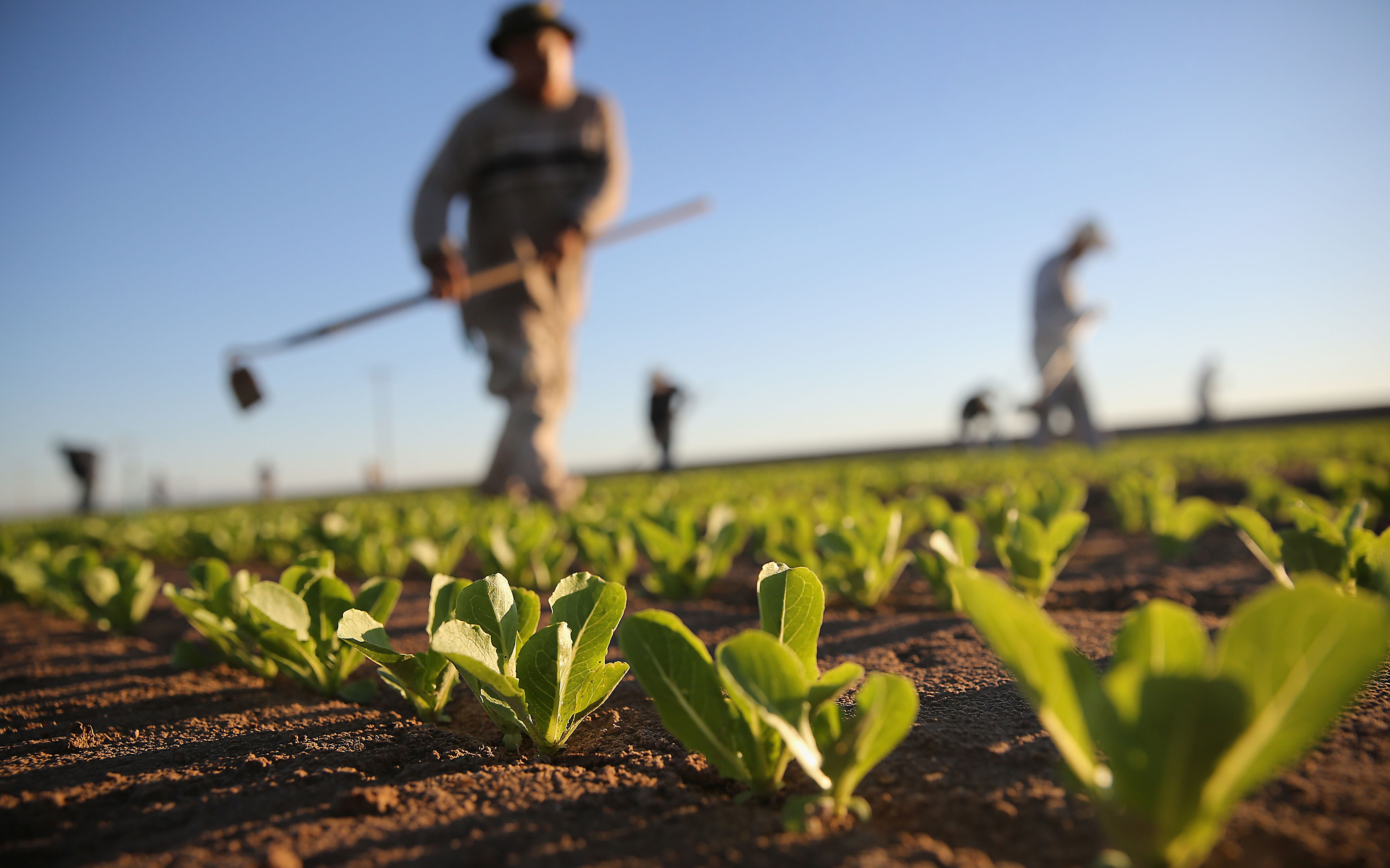 Agriculture