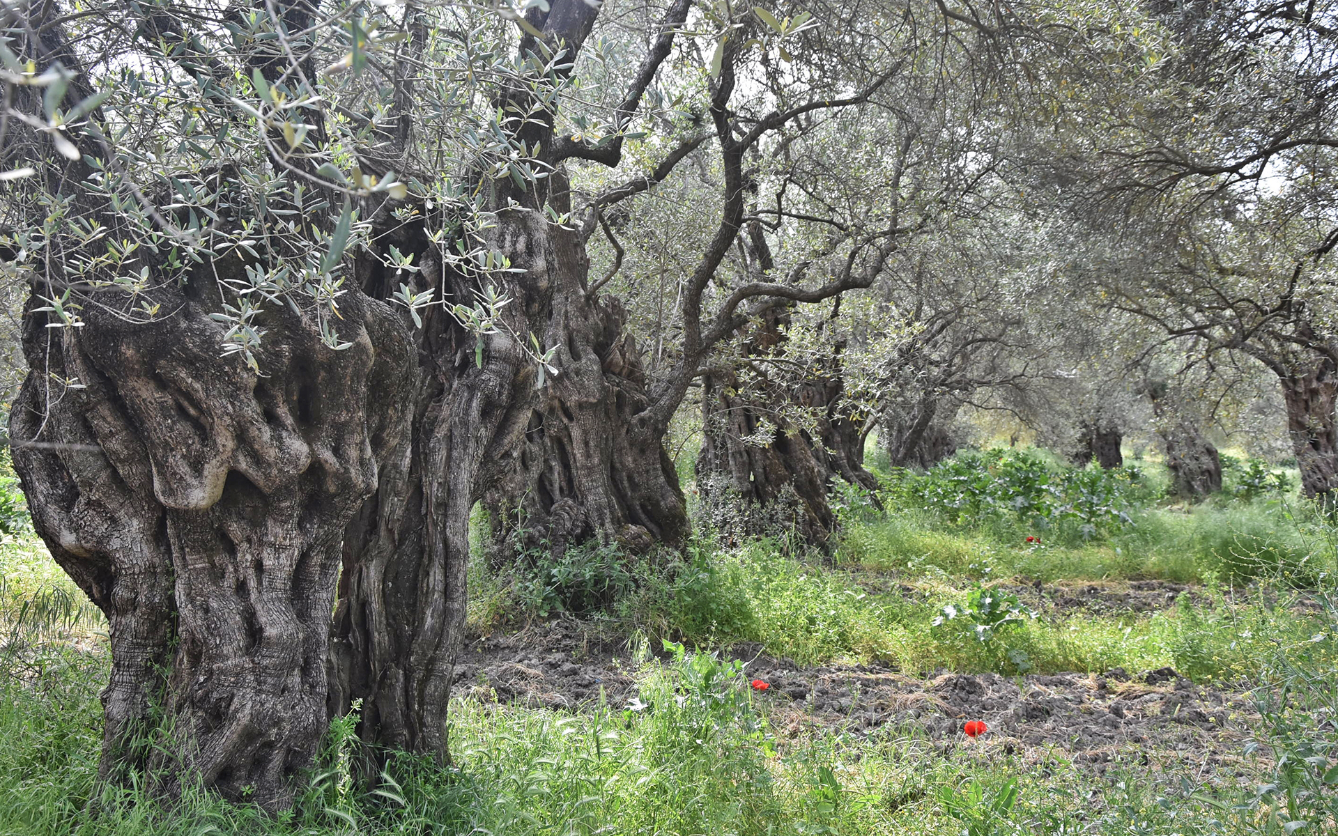 Ek madde ile zeytin bahçeleri yok edilecek!