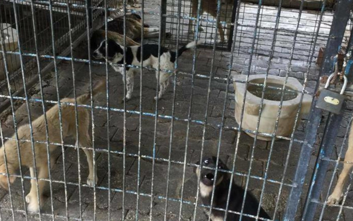 'Belediye bakımevinde yüzlerce köpek ilaç enjekte edilerek öldürüldü' iddiası