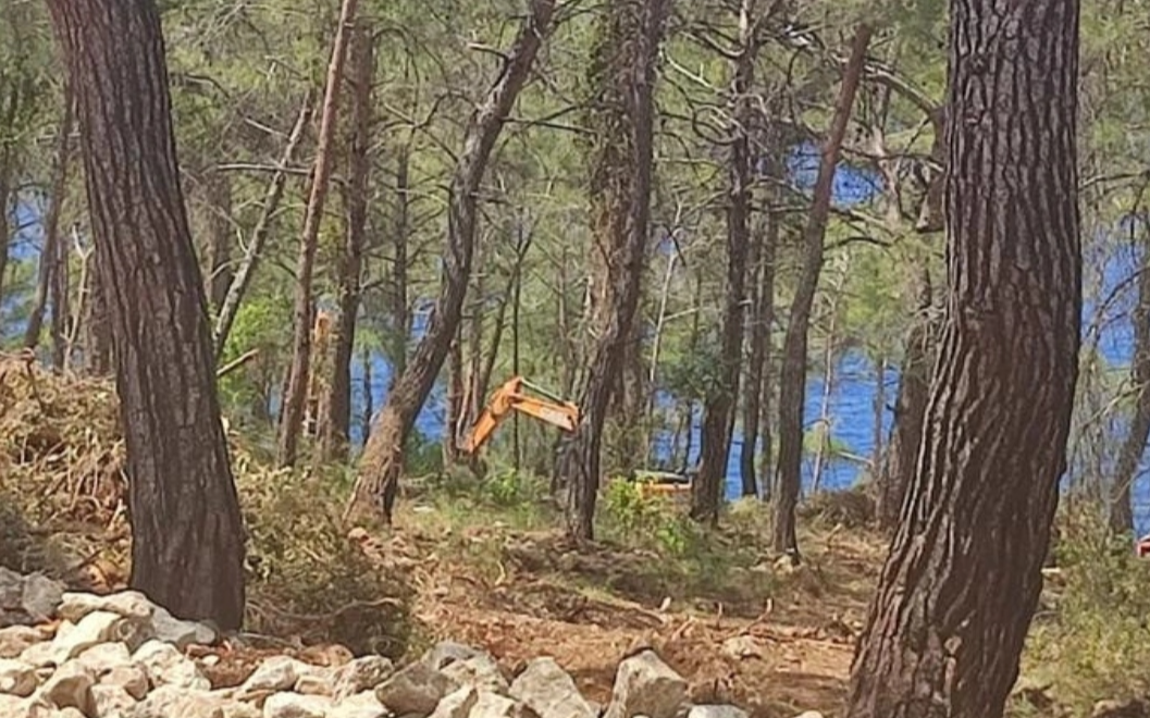 Fethiye'de deniz kıyısındaki ormanlık alanda ağaç katliamı!