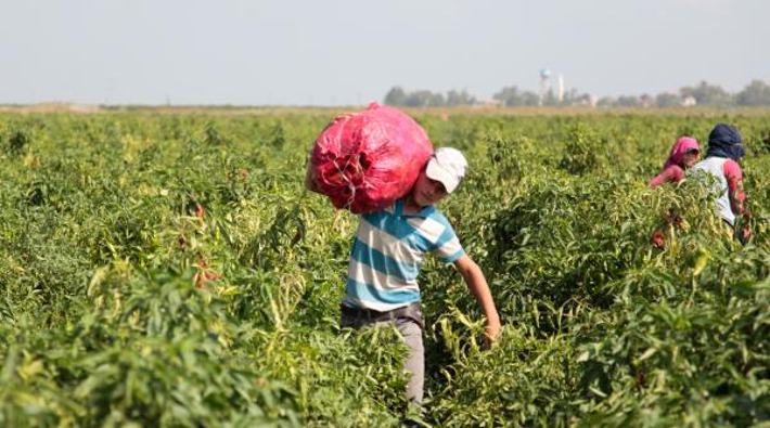 Gezici tarım işçileri için güvenceli yaşam talebi: 'Okul açıldı, çocuk işçiler hala burada'