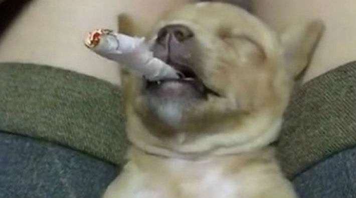 Hayvan istismarı: Köpeğe sigara içirdiler